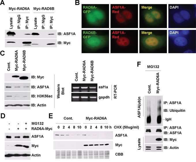 RAD6 regulates ASF1A ubiquitination and degradation in Homo sapiens.