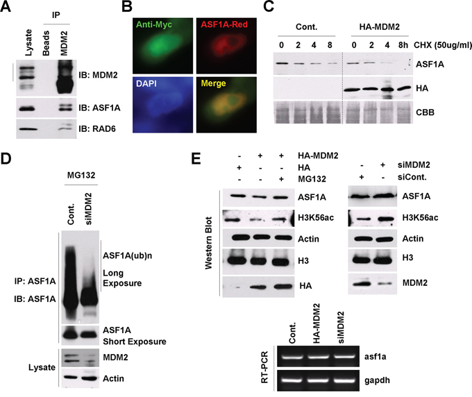 MDM2 regulates ASF1A ubiquitination and degradation in Homo sapiens.