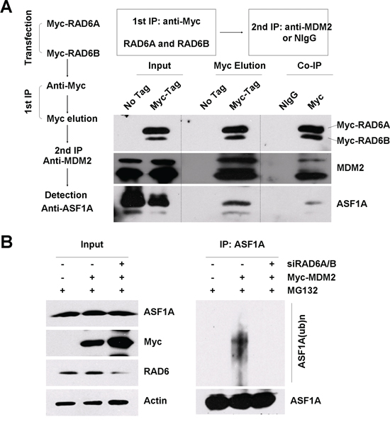 RAD6, MDM2 and ASF1A form a ternary complex.
