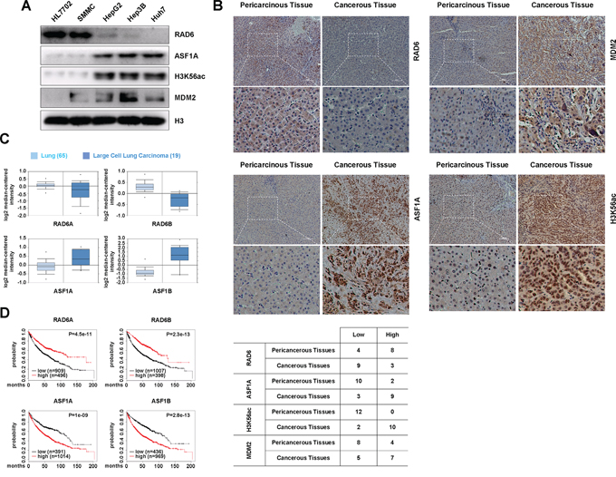 The regulation of ASF1A protein levels by the RAD6-MDM2 ubiquitin ligase participates in cancer development.