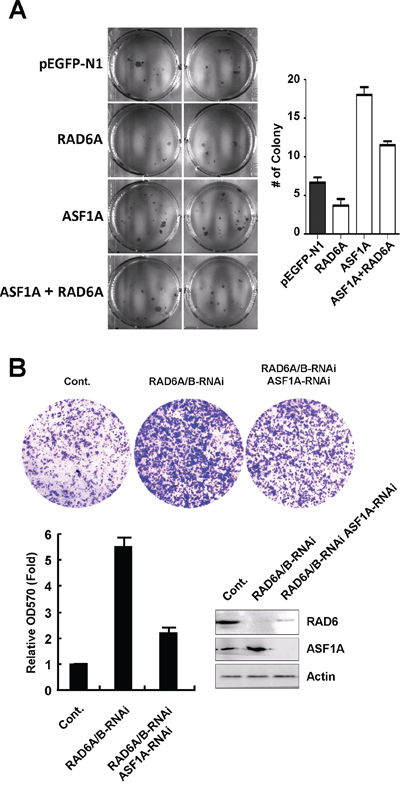 RAD6 and ASF1A negatively correlated in tumor cell proliferation and migration.