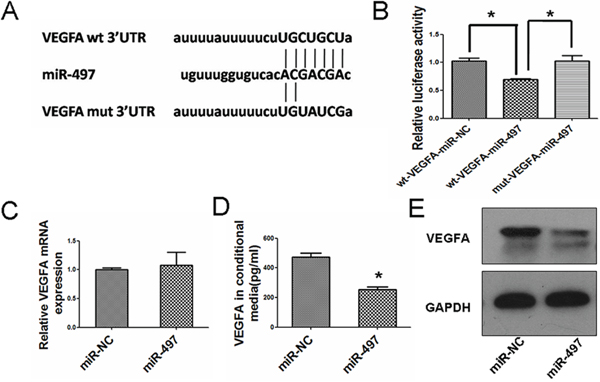 MiR-497 inhibits VEGFA expression by targeting its 3&#x2032;UTR.