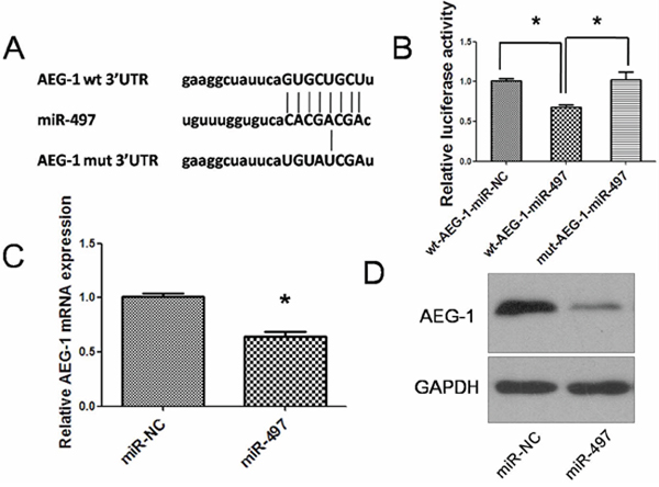 MiR-497 directly targets AEG-1 in hepatocarcinoma.