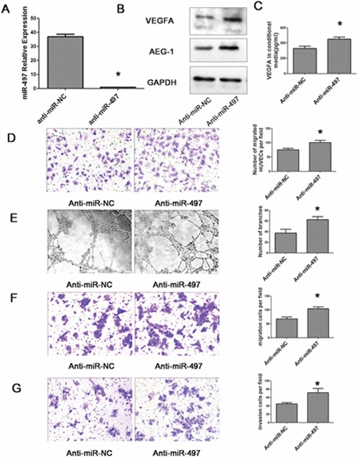Down-regulation of miR-497 promotes angiogenesis, migration and invasion of HepG2 cells.