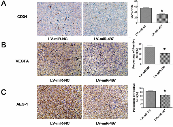 The expression of indicated proteins in xenograft tumors.