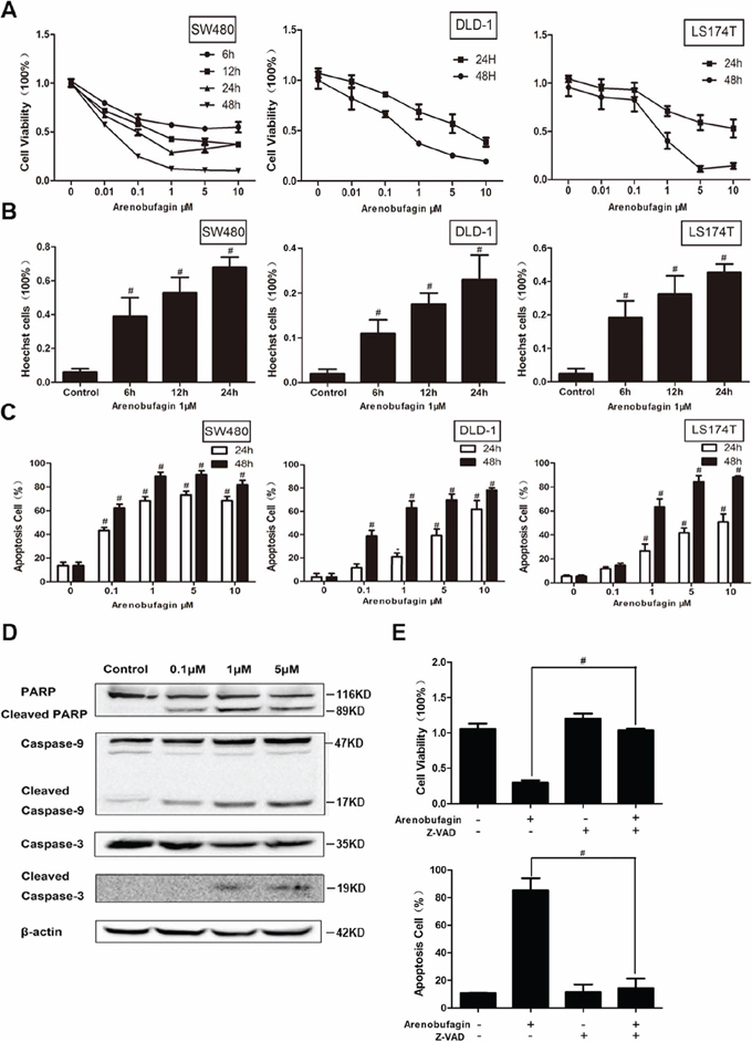 Arenobufagin induces tumor cell apoptosis.