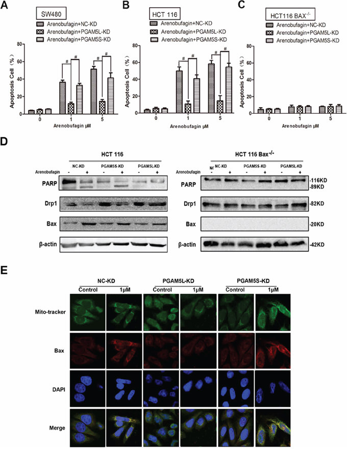 PGAM5L is required for Bax-mediated intrinsic apoptosis.