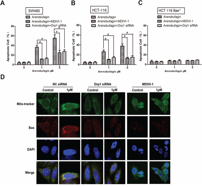 Drp1 is also needed in the induction of intrinsic apoptosis process.