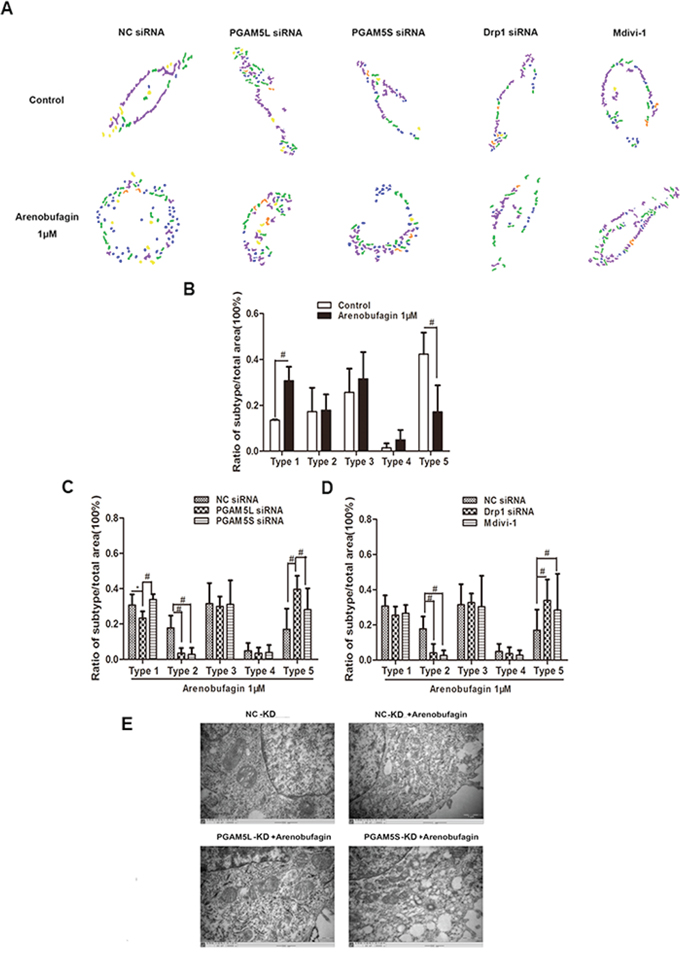 PGAM5 and Drp1 regulates mitochondrial morphology in the induction of apoptosis.