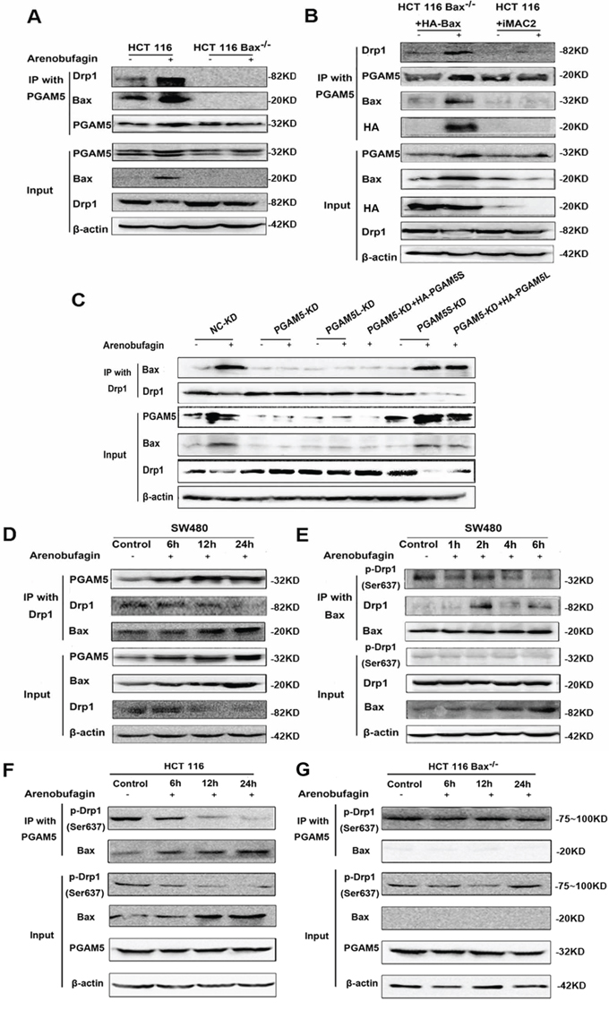 Bax Interacts with PGAM5-Drp1 Complex.