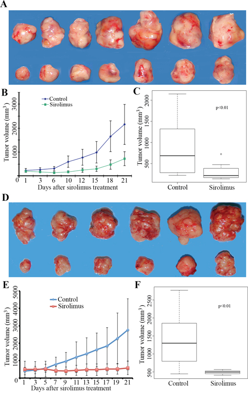 Sirolimus inhibits mouse allograft Flcn-deficient tumor growth.