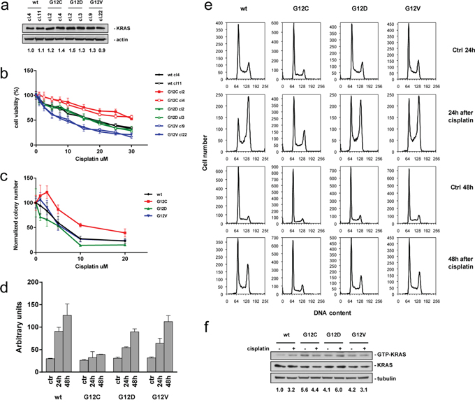 Characterization of KRAS expressing H1299 tumor cells.