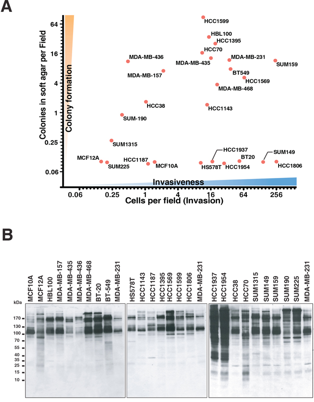 Systematic phenotyping and phosphotyrosine profiling of triple negative breast cancer cell lines.