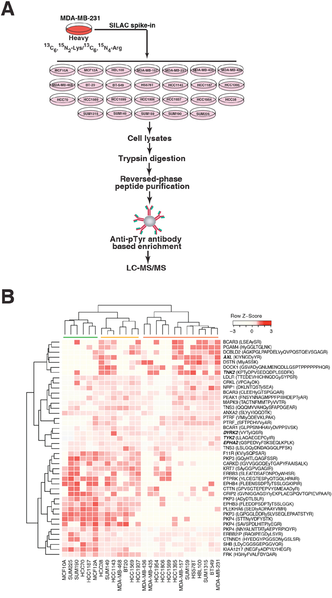 Mass spectrometry-based quantitative phosphotyrosine profiling.