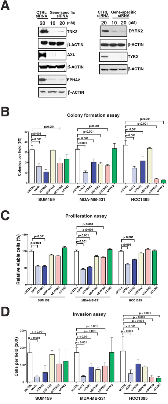 Functional validation of tyrosine kinases in aggressive phenotype of TNBC cells.