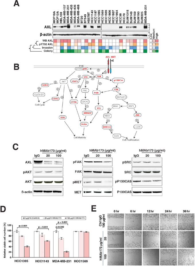 Humanized AXL antibody hMAb173 inhibits TNBC cell proliferation and migration in vitro.