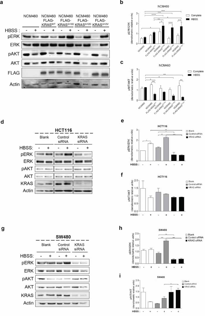 Mutated KRAS up-regulates ERK phosphorylation during starvation in normal and CRC-derived cells.
