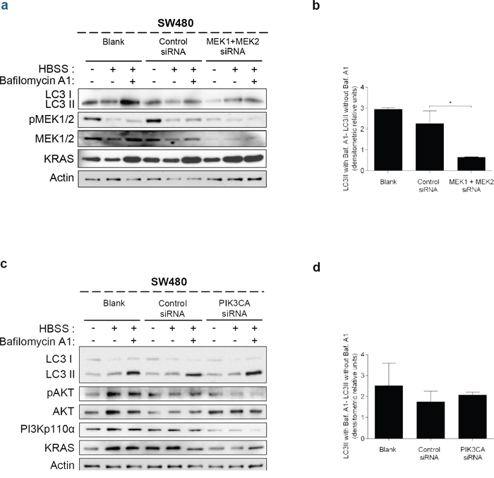Suppression of MEK1&#x002B;MEK2, but not of PIK3CA, decreases autophagy in SW480 cells.