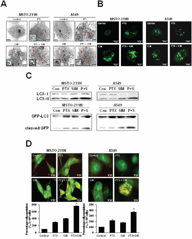 Combination of pemetrexed and simvastatin enhances autophagy in MSTO-211H and A549 cells.