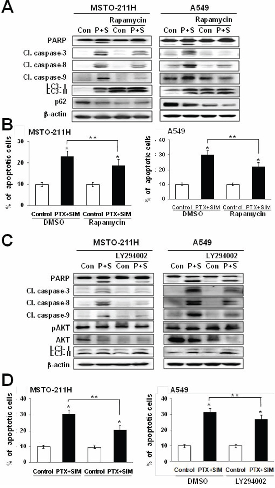 Activation of autophagy decreases pemetrexed and simvastatin-induced apoptosis.