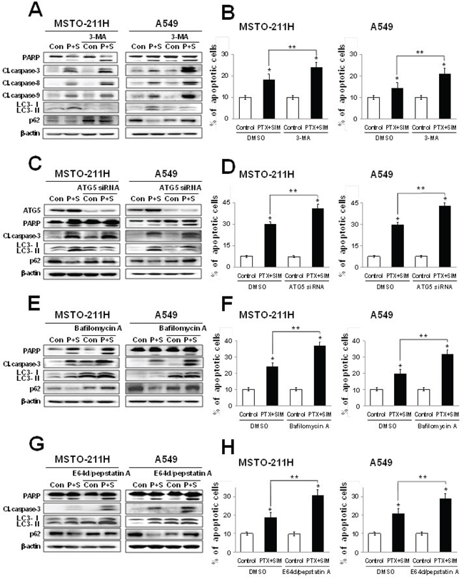 Inhibition of autophagy increases pemetrexed and simvastatin-induced apoptosis.