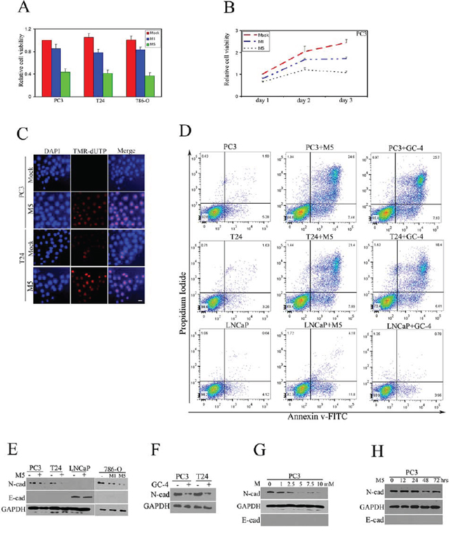 Metformin inhibited proliferation of cancer cells via repressing N-cadherin.