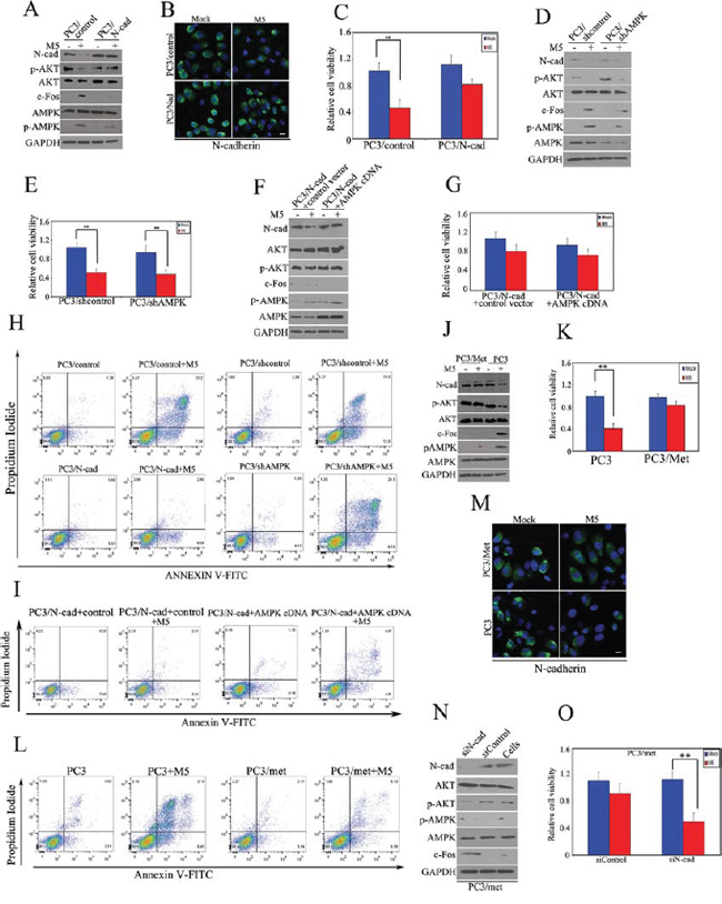 N-cadherin regulates sensitivity of metformin-mediated apoptosis in wild-type N-cadherin cancer cells, independently of AMPK.