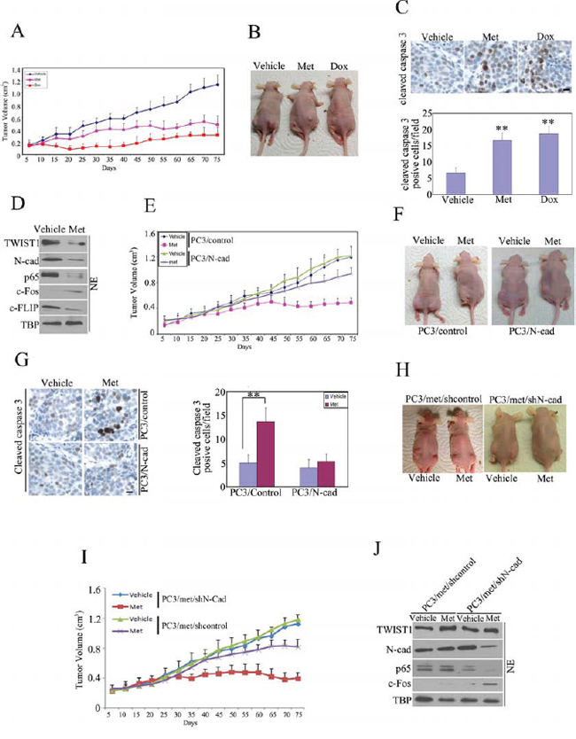Metformin inhibited tumor growth in vivo.