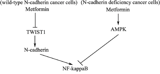 Schematic diagram of molecular mechanisms of metformin-mediated antitumor activity in N-cadherin expressing cancer cells vs. N-cadherin deficient cancer cells.