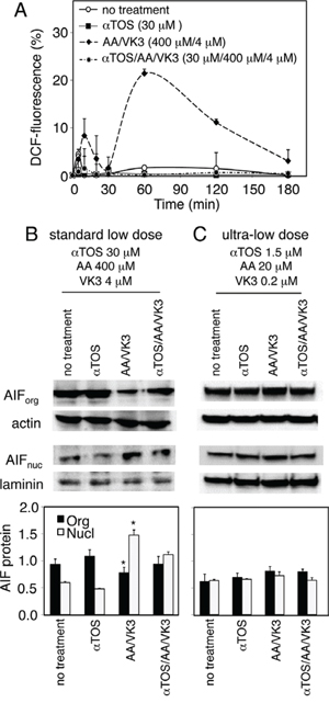Effect of &#x03B1;TOS on the formation of Reactive Oxygen Species (ROS) and the nuclear translocation of Apoptosis Inducing Factor (AIF).