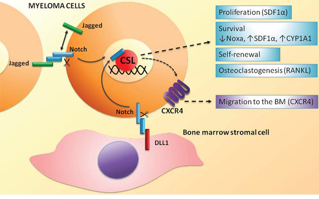 Homotypic and heterotypic activation of the Notch signaling in MM cells.