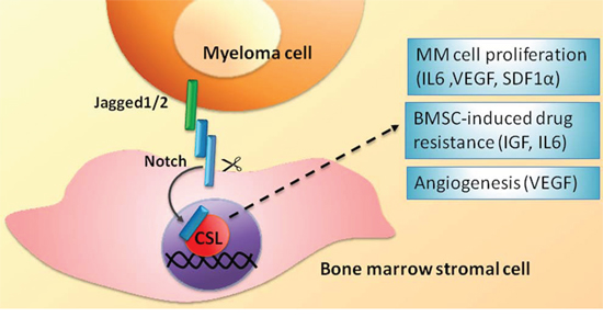 BMSC-mediated heterotypic activation of the Notch signaling in MM cells.