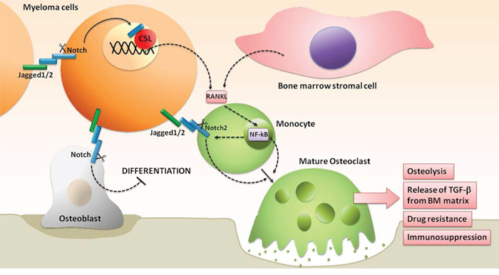 Notch hyperactivation drives the unbalancing of OBLs and OCLs activity, promoting the development of MM-associated bone disease.