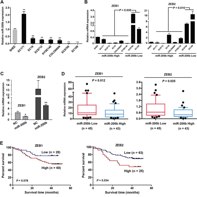 The miR-200b-ZEB1/2 axis in ESCC cell lines and patient tumors.