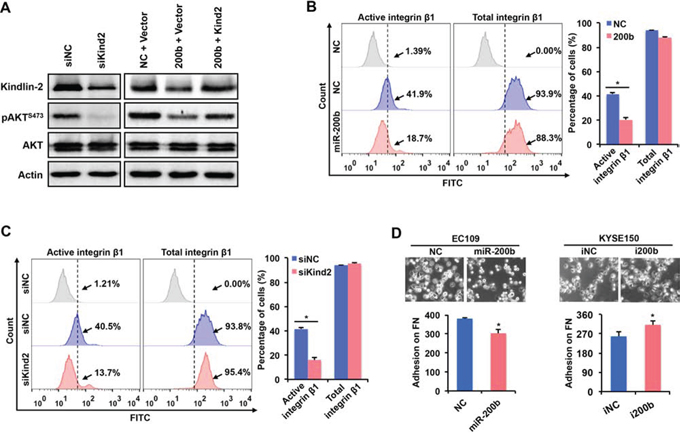 miR-200b inhibits the activation of AKT via suppressing the Kindin-2-integrin &#x03B2;1 axis.