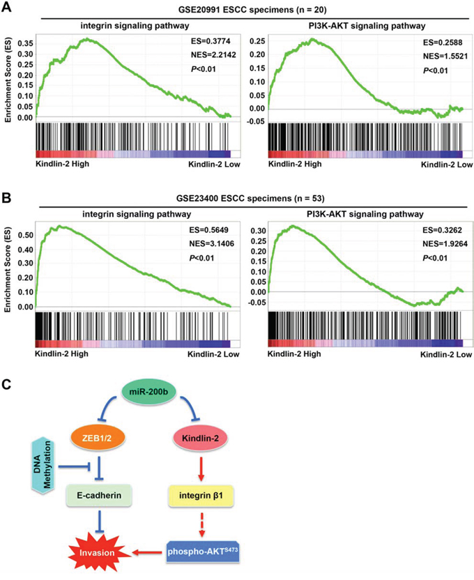 Correlation between Kindlin-2 and the integrin signaling pathway and the PI3K-AKT signaling pathway in ESCC tumors.