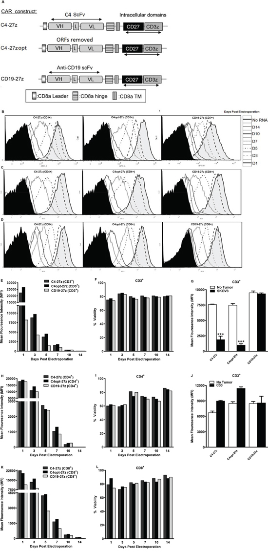 Generation, expression and viability of FR&#x03B1;-specific CAR-transfected human T lymphocytes in vitro.