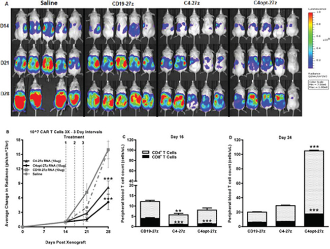 Human C4-27z and C4opt-27z RNA CAR T cells reduce the progression of pre-established tumors in vivo.