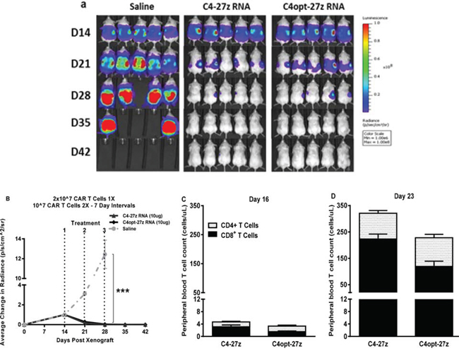 C4-27z and C4opt-27z RNA CAR T cells completely eliminate widely disseminated tumors in vivo.