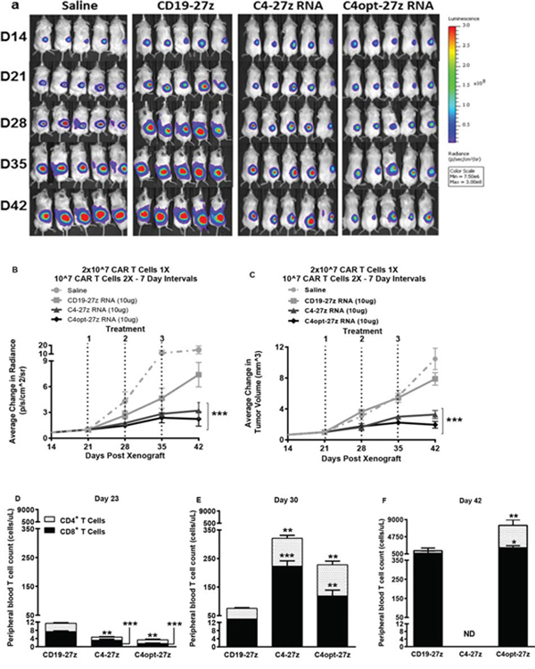 C4-27z and C4opt-27z RNA CAR T cells reduce the progression of solid ovarian cancer in vivo.
