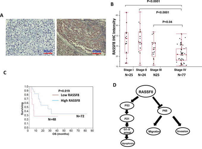 RASSF8 expression and clinical role in melanoma.