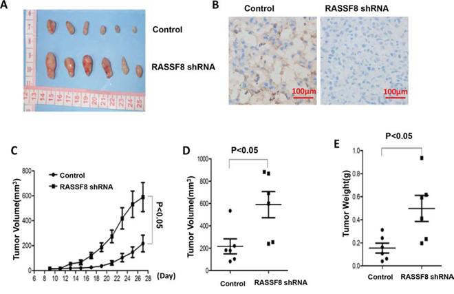 Growth of tumor xenografts in nude mice: comparison of M24 control and M24 RASSF8 shRNA.