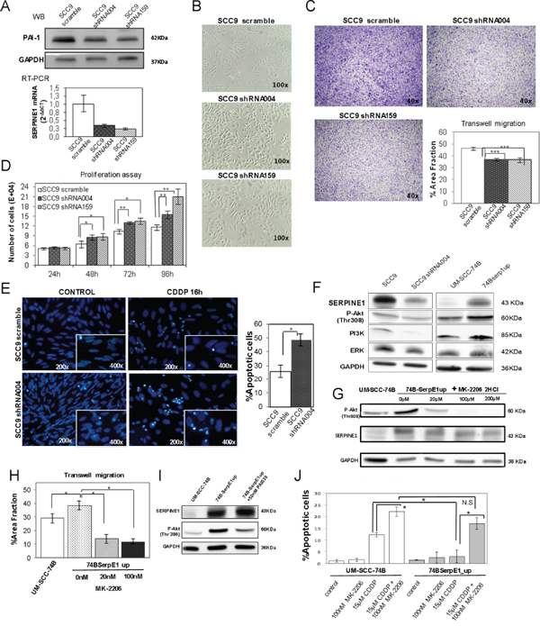 PAI-1 knockdown in the SCC9 cell line decreases migration, enhances proliferation and promotes apoptotic induction.