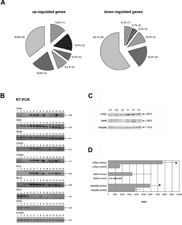 Summary information of differentially expressed genes in c-Myc lung cancer and validation of candidate genes by RT-PCR and Western blotting.