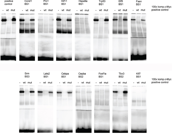 c-Myc DNA binding activity at gene specific promoters.