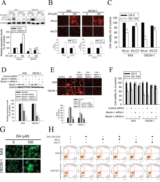 Effect of LC3 silencing and Beclin-1 knockdown on DA-mediated AVOs formation and cell viability.