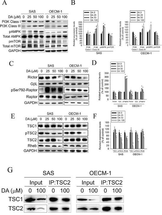 Effect of PI3K, AMPK, mTOR complex and TSC expression on DA-induced autophagy.
