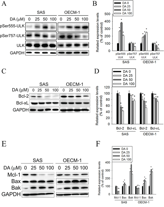 Effect of ULK, Bcl-2 and Bcl-xL on DA-induced autophagy.