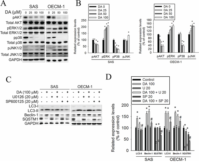 Effect of Akt and MAPK pathway on DA induces cell autophagy processes.