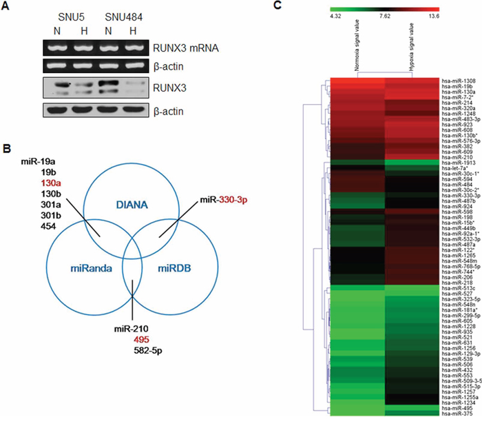 Identification of miRNAs targeting RUNX3 under hypoxic conditions.